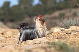 YORKSHIRE TERRIER 184